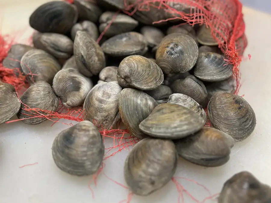 fresh clams